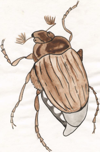Жук хрущ для детей
