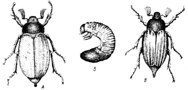 Майский Жук хрущ рисунок