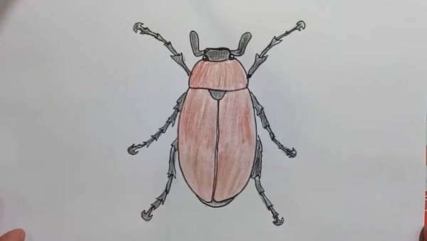 Нарисовать Майский хрущ