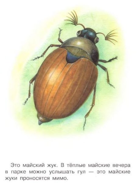 Майский Жук рисование для детей