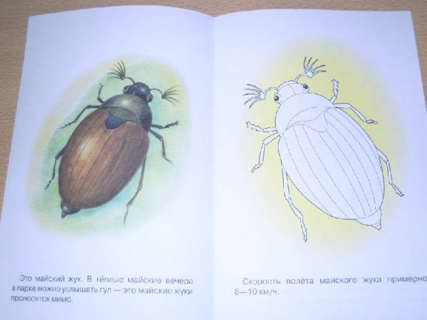 Майский Жук хрущ рисунок