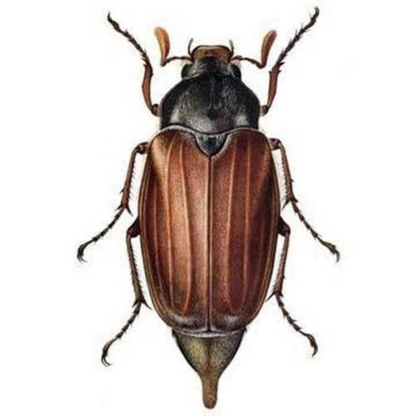 Майский Жук хрущ Майский рисунок
