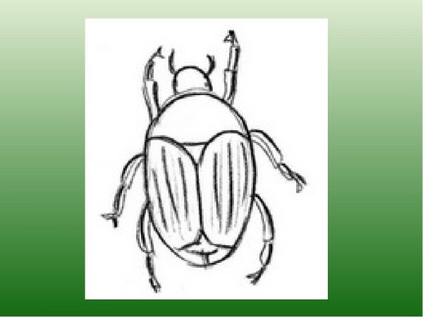 Майский Жук хрущ рисунок