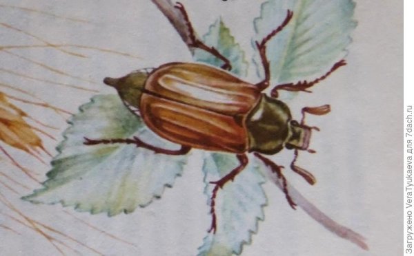 Нарисовать Майский хрущ