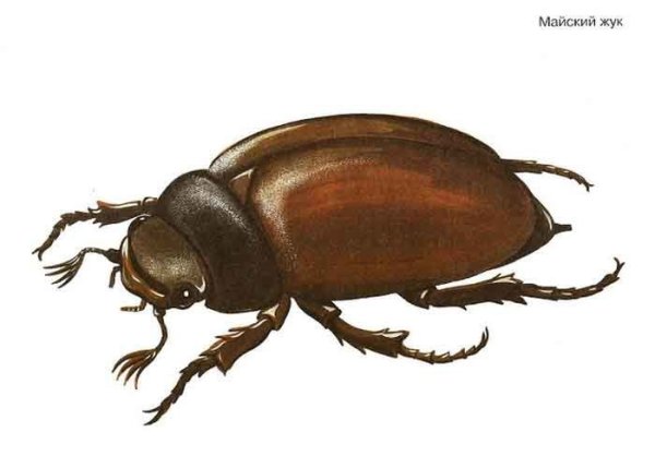 Майский Жук для детей