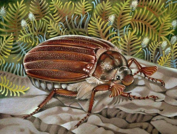 Жук бронзовка рисунок