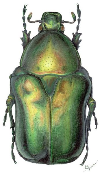 Майский Жук мультяшный