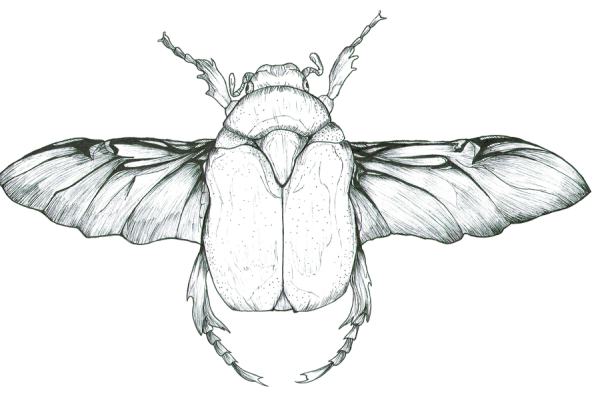 Нарисовать Майский хрущ