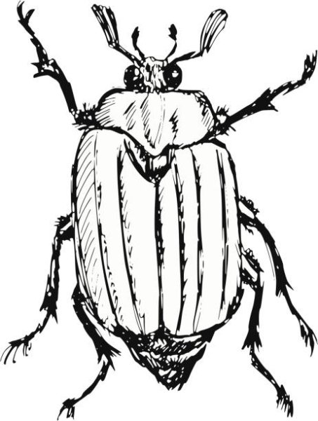 Майский хрущ приключения муравьишки