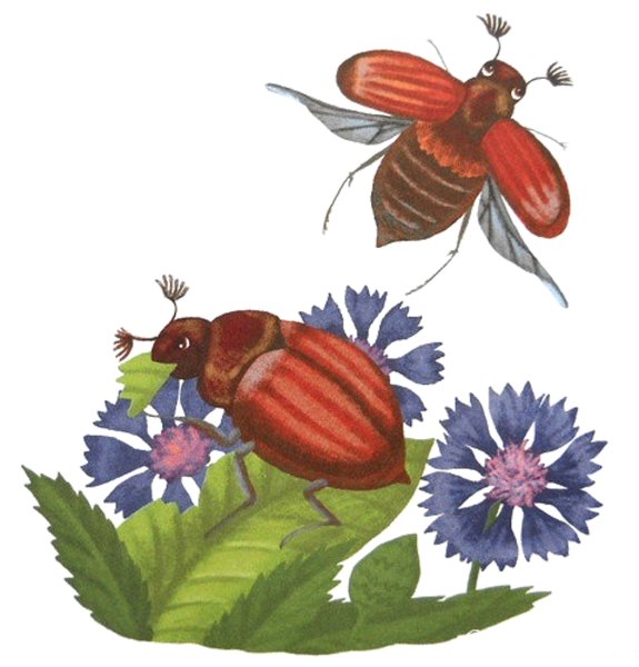 Скарабей Векторная Графика