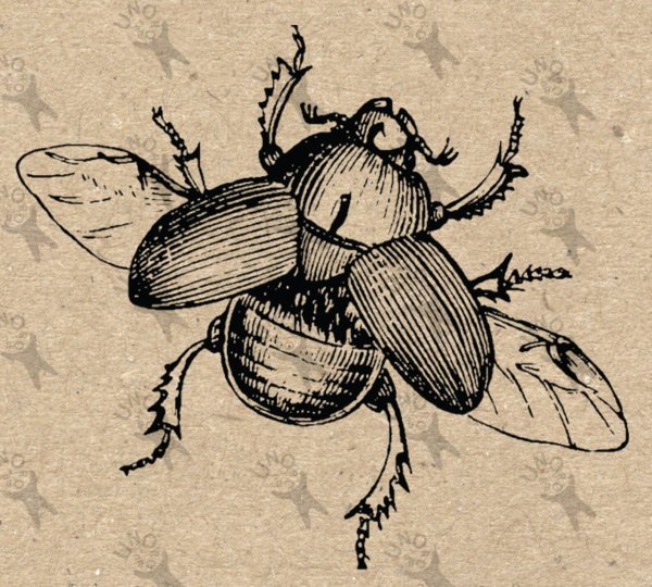 Майский Жук раскраска
