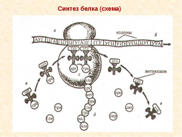 Схема трансляции синтеза белка