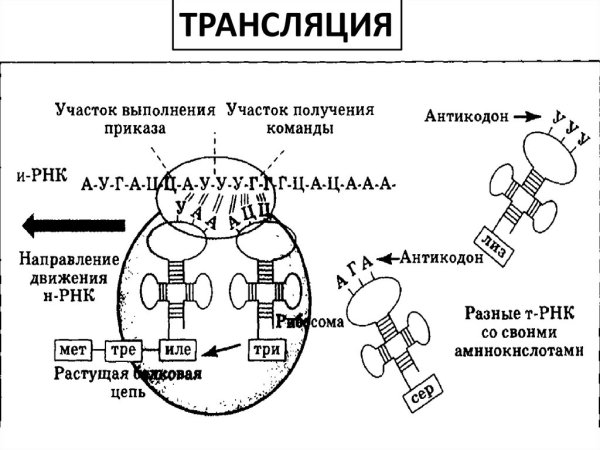 Схема трансляции синтеза белка