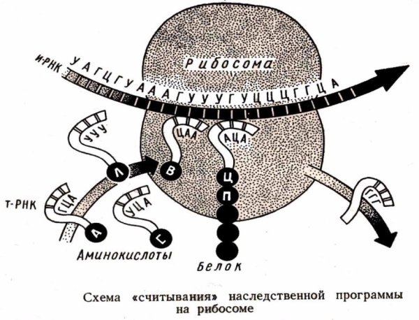 Схема синтеза белка в рибосоме трансляция