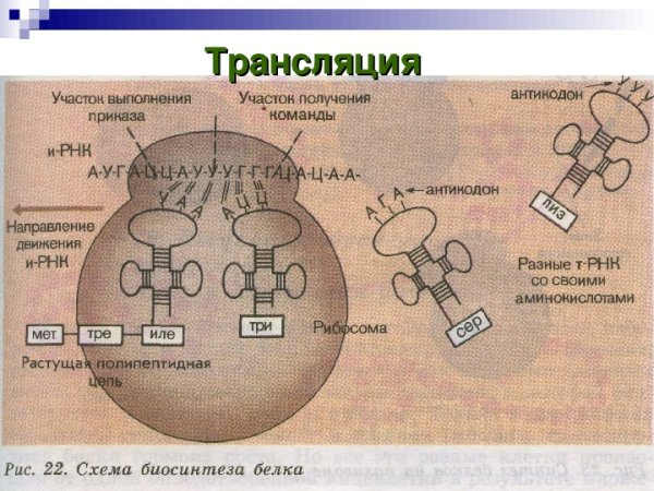 Схема синтеза белка в рибосоме трансляция
