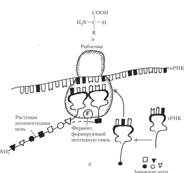 Схема синтеза белка в рибосоме трансляция