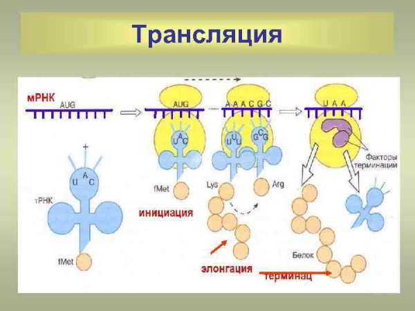 Процесс синтеза белка на рибосоме схема