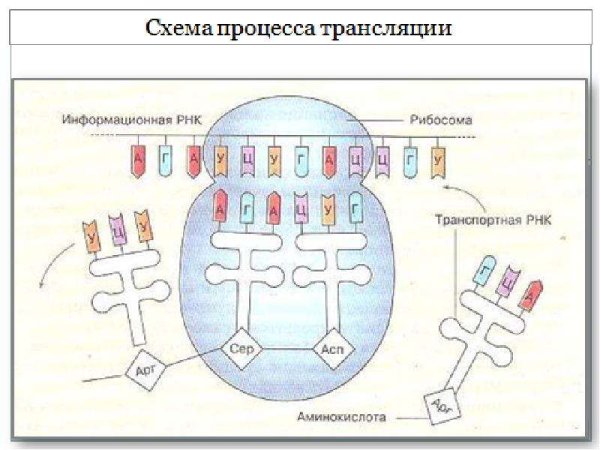 Трансляция Биосинтез белка схема