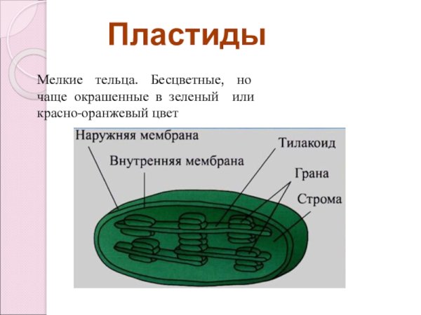 Схема строения хлоропласта растительной клетки