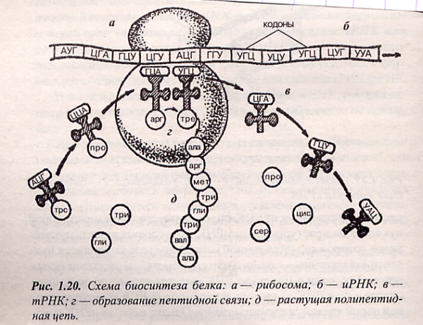 Биосинтез белка ДНК рибосома РНК