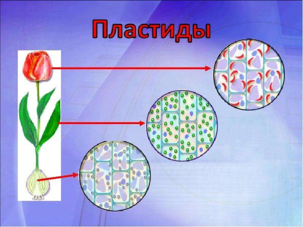 Пластиды в микроскопе