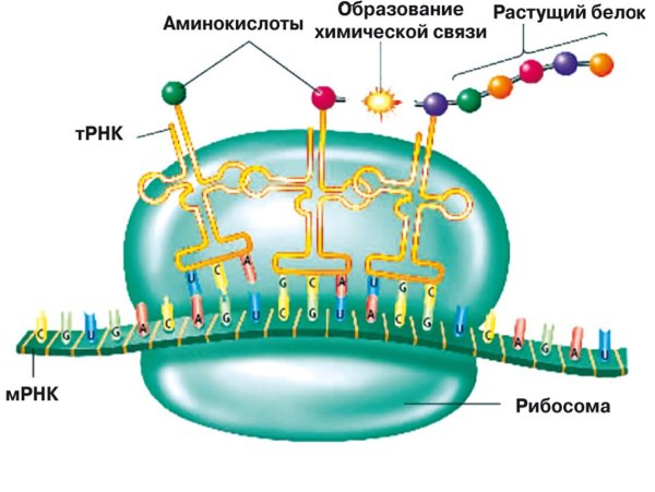 Схема синтеза белка в рибосоме трансляция