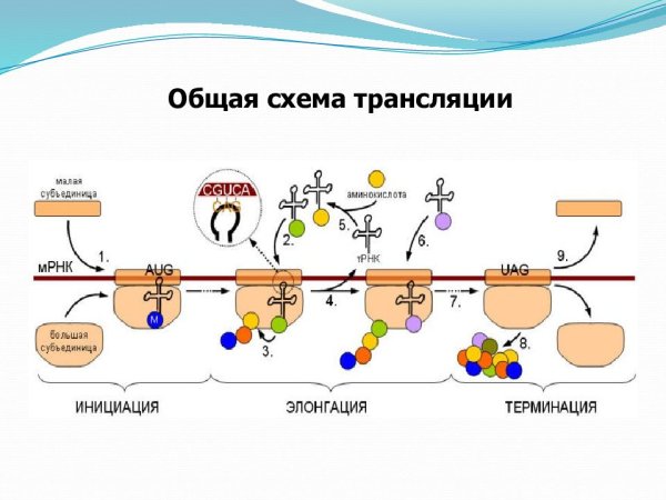 Схема синтеза белка в рибосоме трансляция