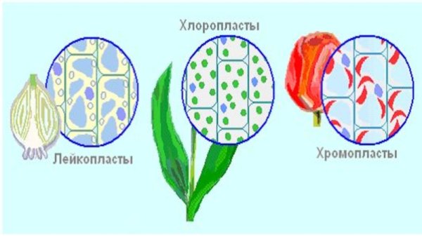 Строение растительной клетки пластиды 5 класс биология