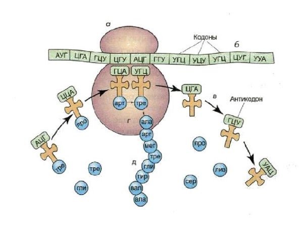 Биосинтез белка схема инициация элонгация терминация