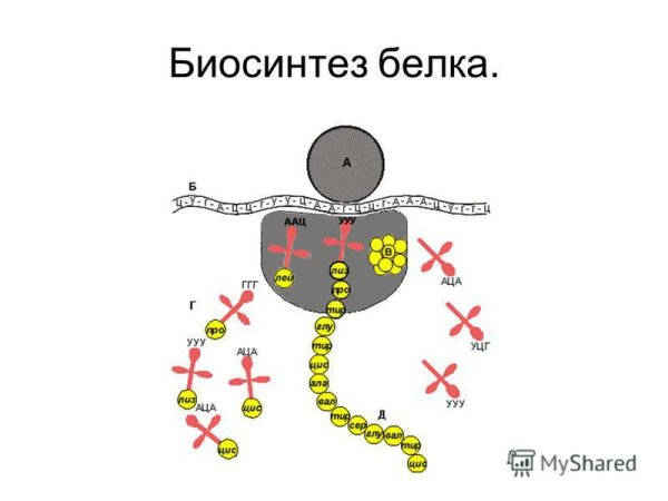 Биосинтез белка рисунок схема