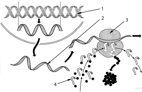 Трансляция процесс синтеза белка