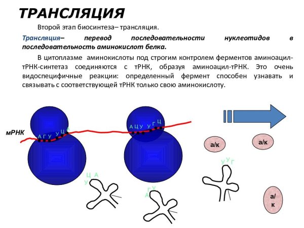 Этапы биосинтеза белка схема