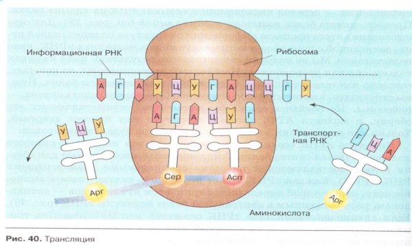 Процесс биосинтеза белка схема