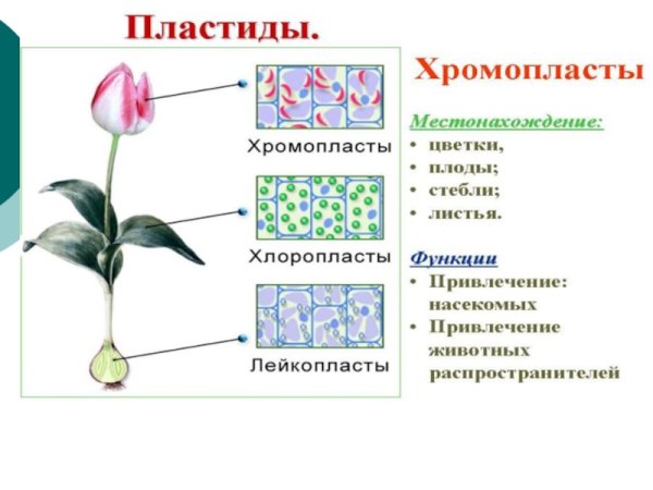 Строение хлоропласта Строма