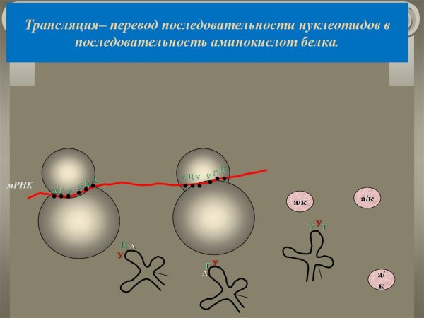 Процесс синтеза белка на рибосоме схема