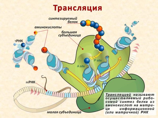 Транслокация трансляции