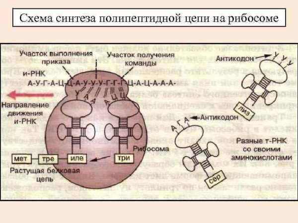 Рибосомы это центры синтеза белка
