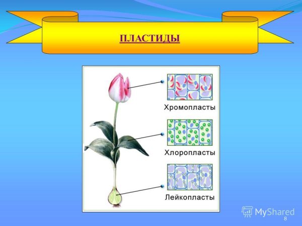 Пластиды биология 9 класс