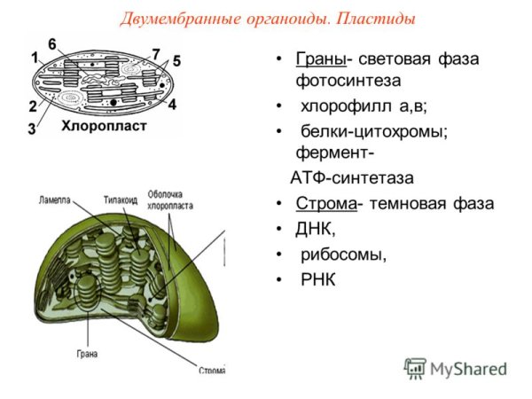 Пластиды хлоропласты лейкопласты функции
