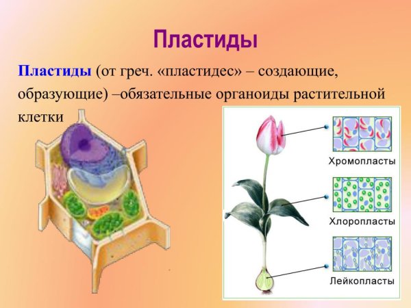 Хлоропласты хромопласты лейкопласты