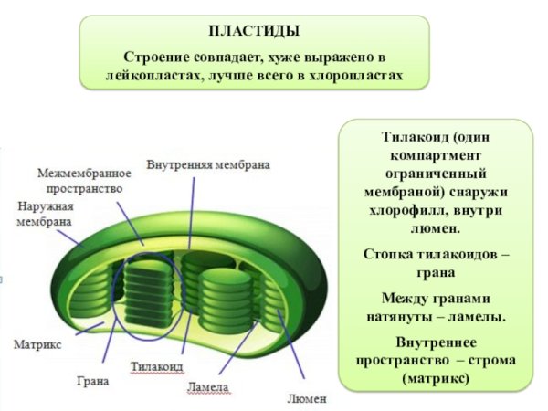 Хлоропласты Строма тилакоиды граны