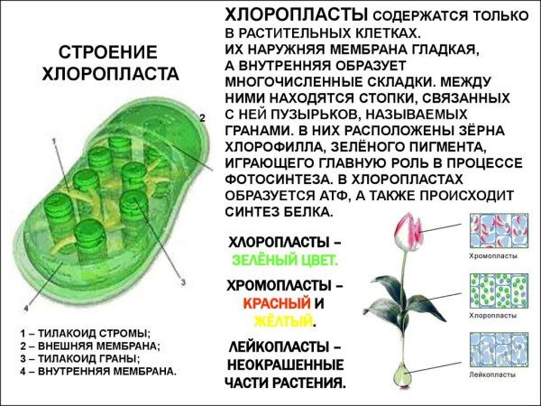 Пластиды строение и функции таблица