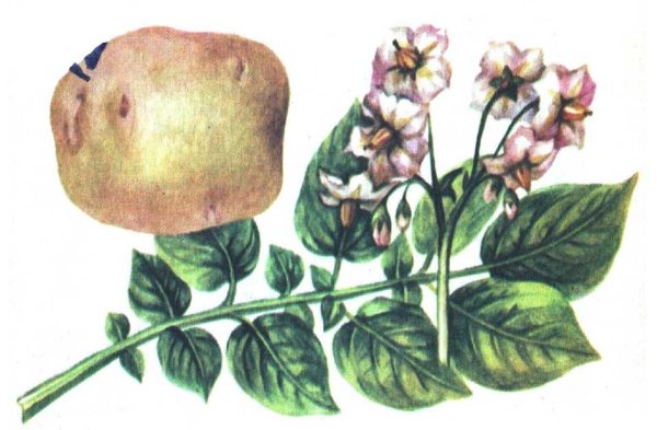 Детям цветы картошки