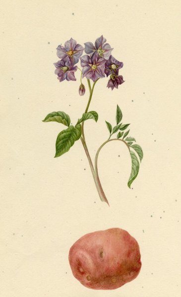 Картофель Ботаническая иллюстрация