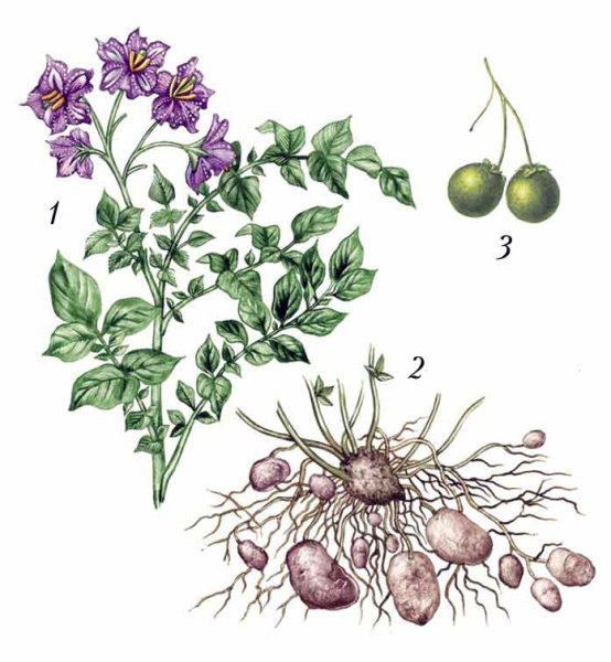 Паслен ботаника