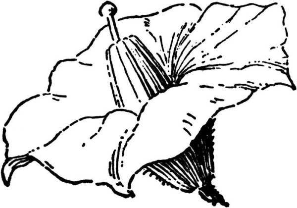 Цветок картофеля рисунок