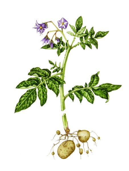 Картофель клубненосный (Solanum tuberosum)