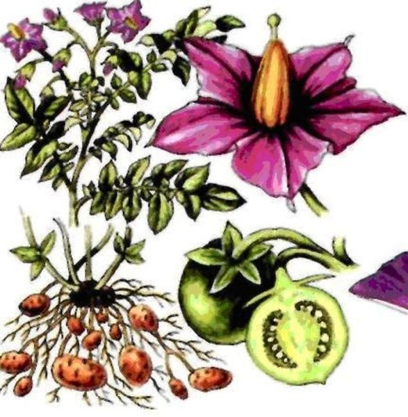 Паслен клубненосный цветок