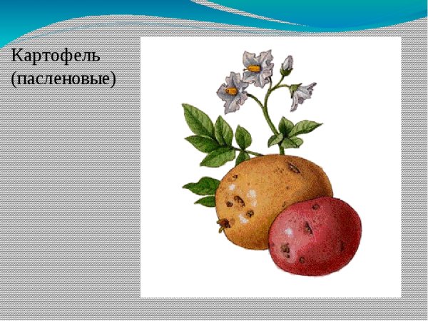 Открытка с картофелем