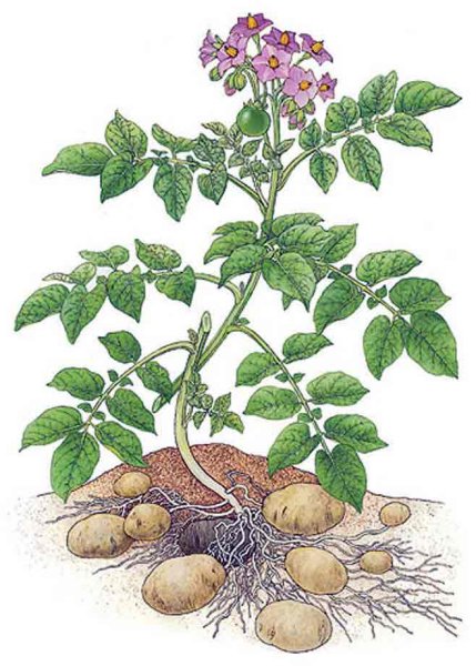Картофель клубненосный плод